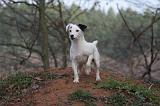 JACK RUSSEL 249